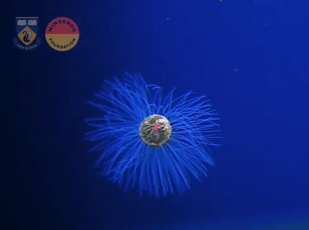 Bu gördüğünüz canlı,  okyanusun 5.000 metre derinliğinde görüntülendi