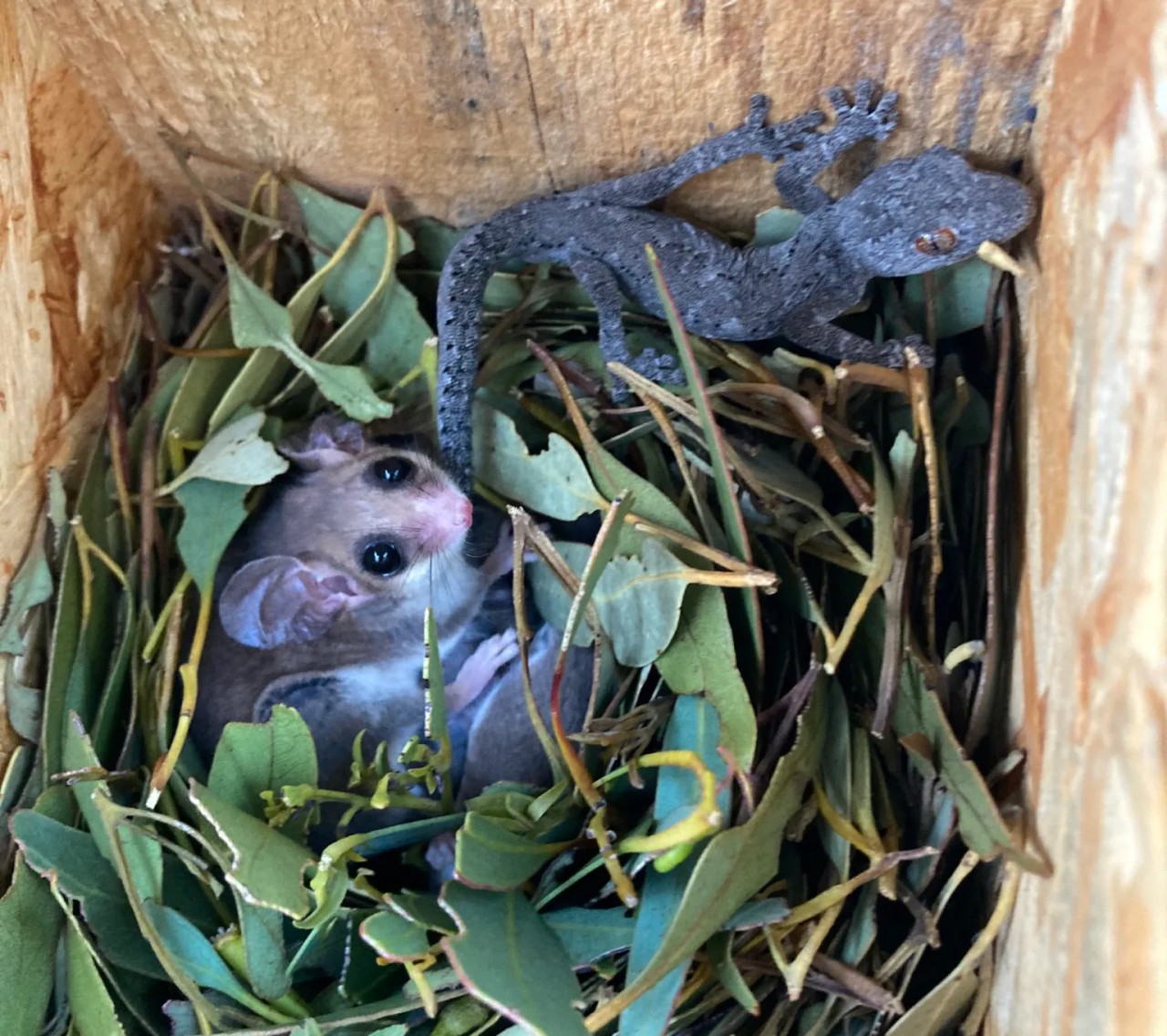 Bir kertenkele ve sıçan ailesi ev arkadaşı oldu!