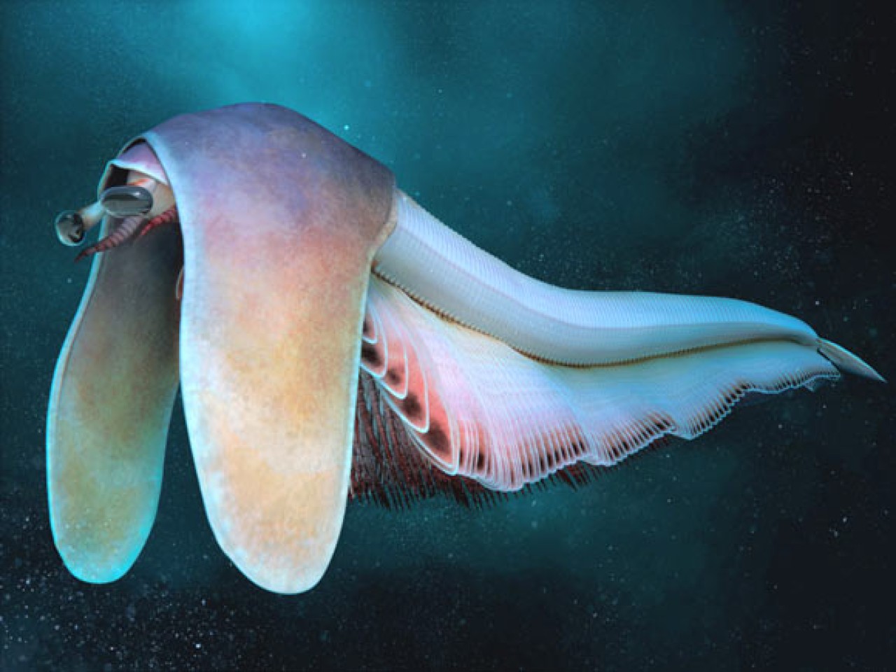 Çok parçalı bedene sahip eklembacaklı: Balhuticaris voltae