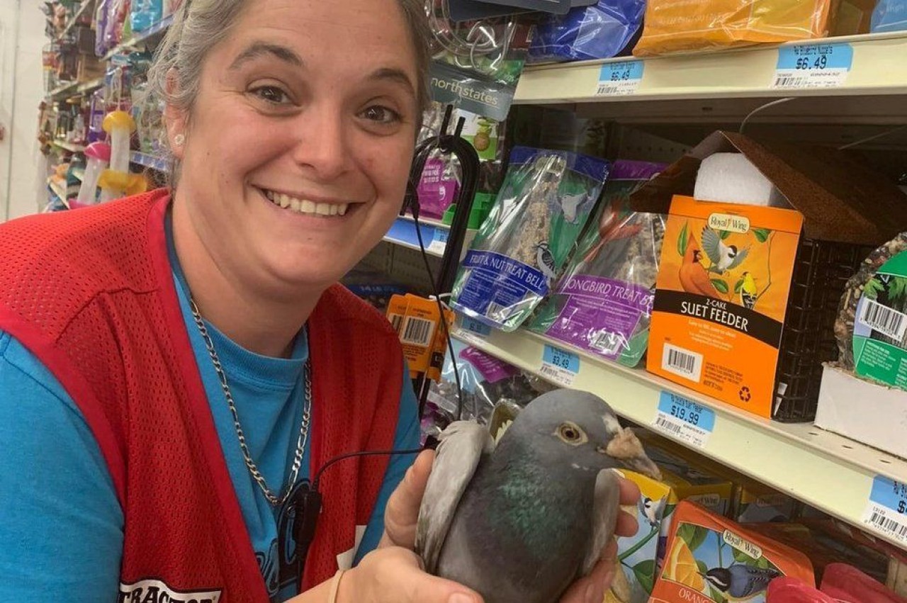 İngitere'de kaybolan güvercin 6437 kilometre uzaklıktaki ABD'de bulundu!