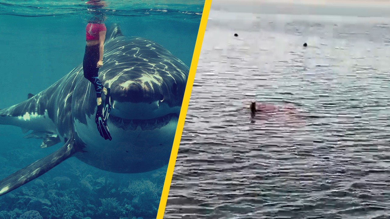 Köpek balığı saldırısına uğrayan turist hayatını kaybetti!