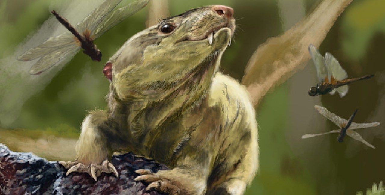 Memeli atalarının sıcak kanlılığa evrimi 233 milyon yıl önce gerçekleşti!