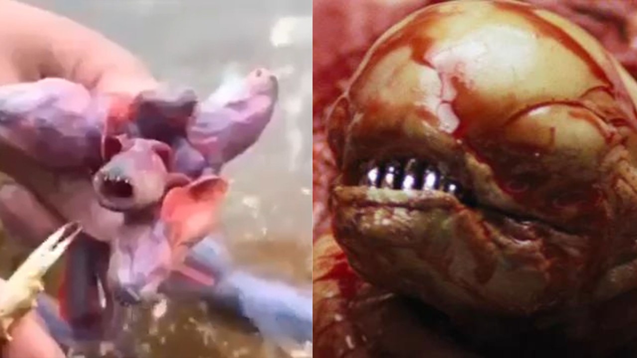 Alien filminden fırlamış nadir yılan balıkları görüntülendi!