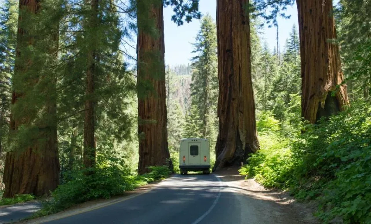Bilim insanları,  dev sekoya ağaçlarının yeni bir özelliğini keşfetti!