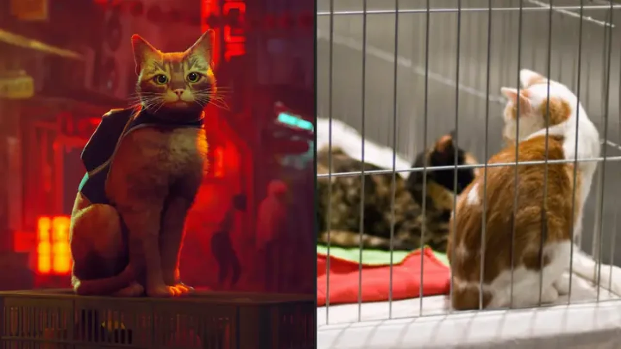 Stray,  sokak kedileri için para topladı!