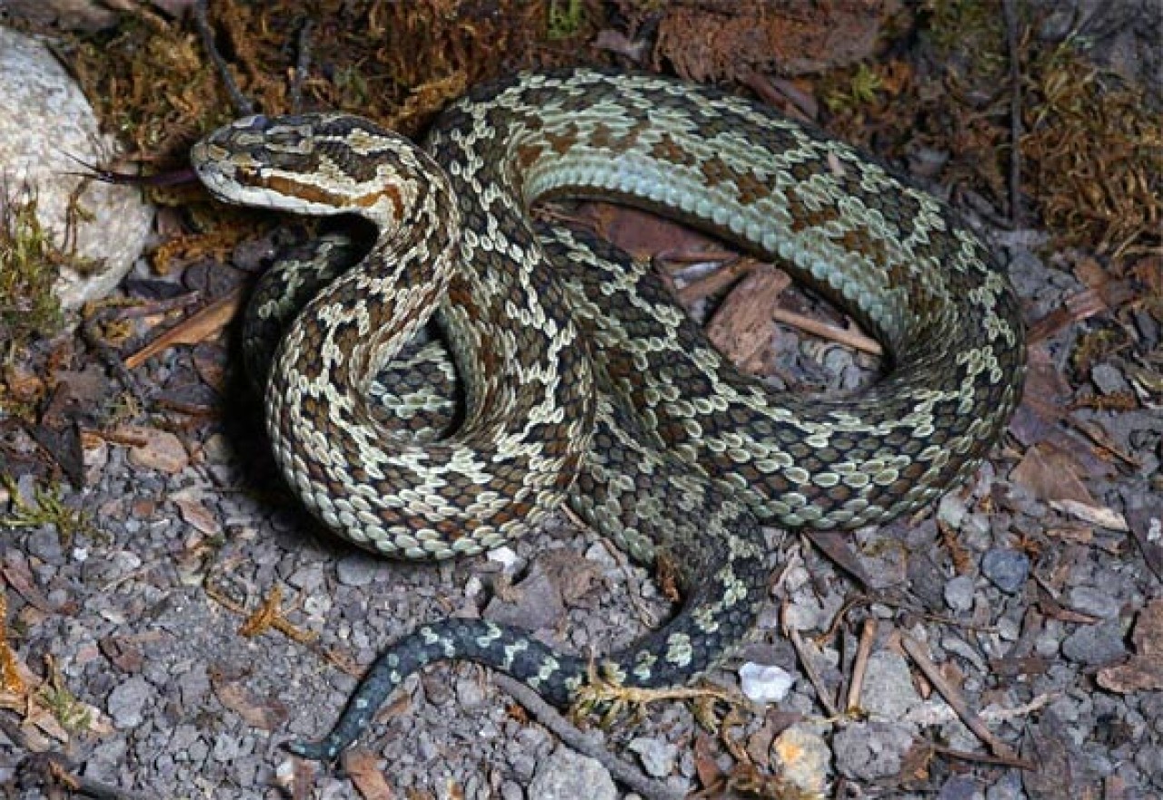 Asya kıtasına özgü yeni bir zehirli yılan türü keşfedildi!