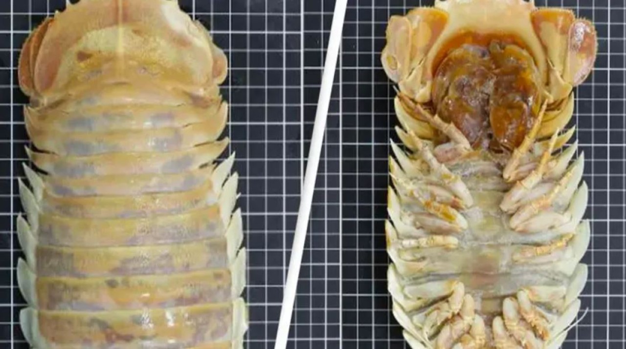 Meksika Körfezi'nde keşfedilen korkutucu canlı!