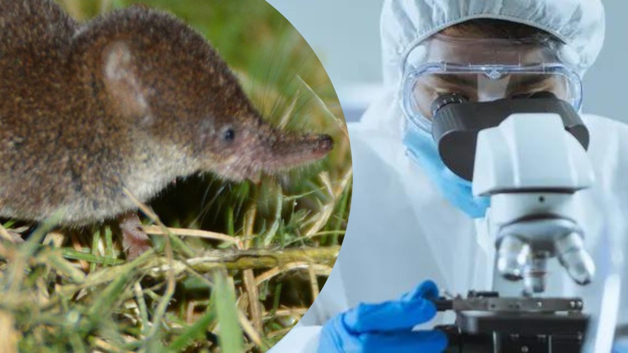 Çin,  farelerden insanlara geçen yeni bir virüs keşfetti!