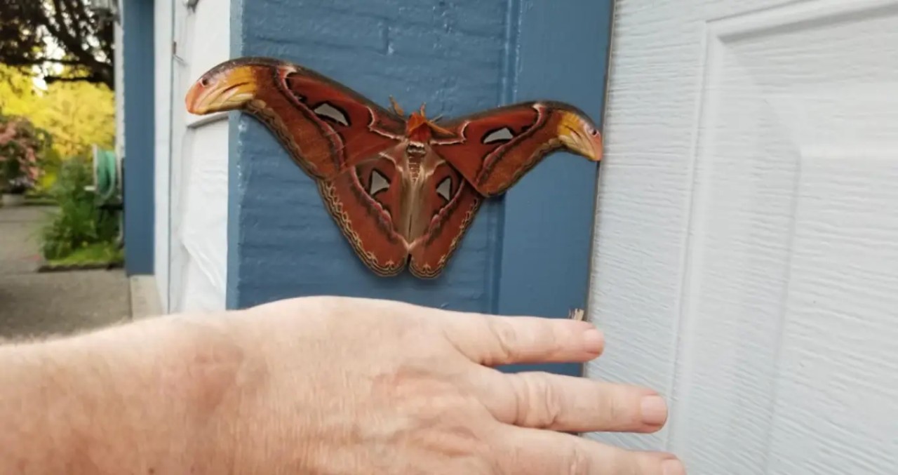 Mothra gerçek oldu: Garajında bulduğu dev güve şaşkınlık yarattı