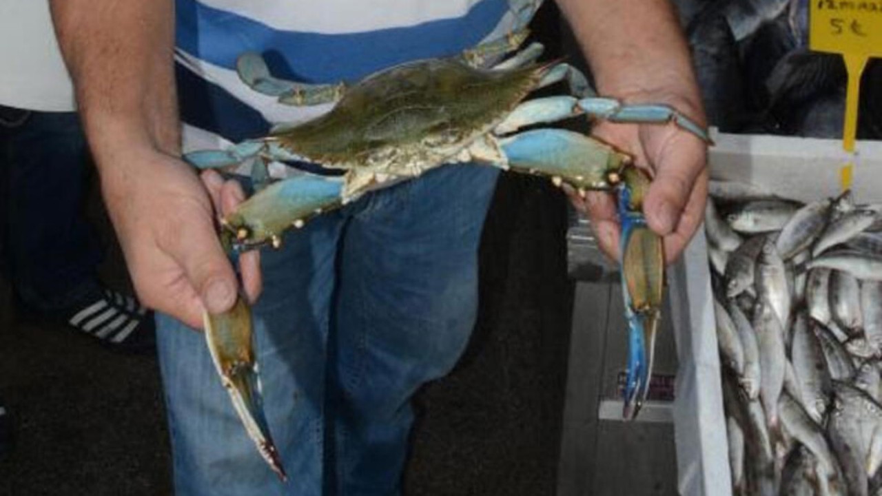 Akdeniz istila altında: Mavi yengeçler önüne ne gelirse yiyor!