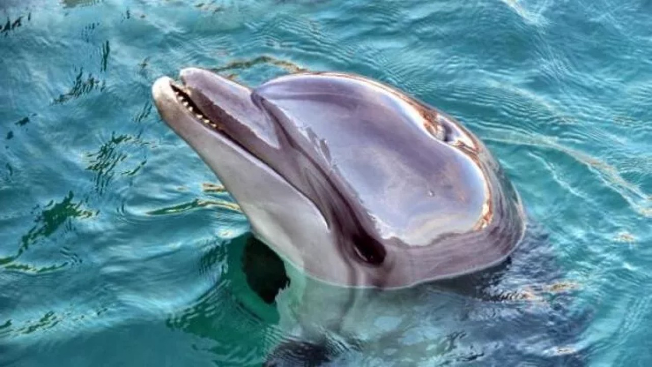 Japonya,  psikopat bir yunus arıyor! 6 kişiye saldırdı