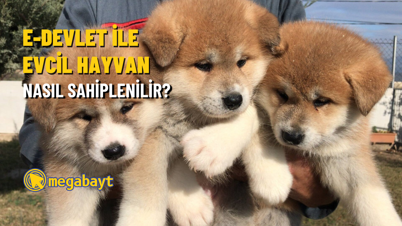E-Devlet ile evcil hayvan nasıl sahiplenilir?  Sevimli bir dost sahiplenmek işte bu kadar kolay!