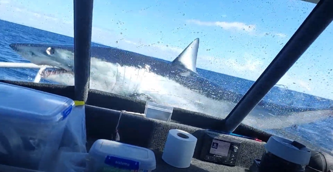 Sudan fırlayarak balıkçı teknesine bir kuş gibi konan köpekbalığı viral oldu - VİDEO