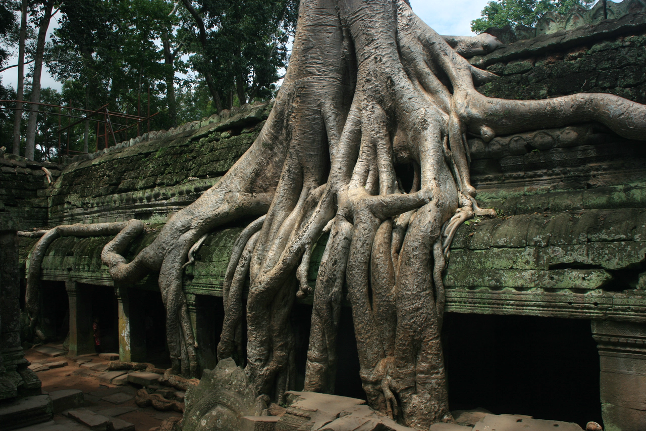 Endonezya'da tehlike altında olan dev ağaç türleri keşfedildi!