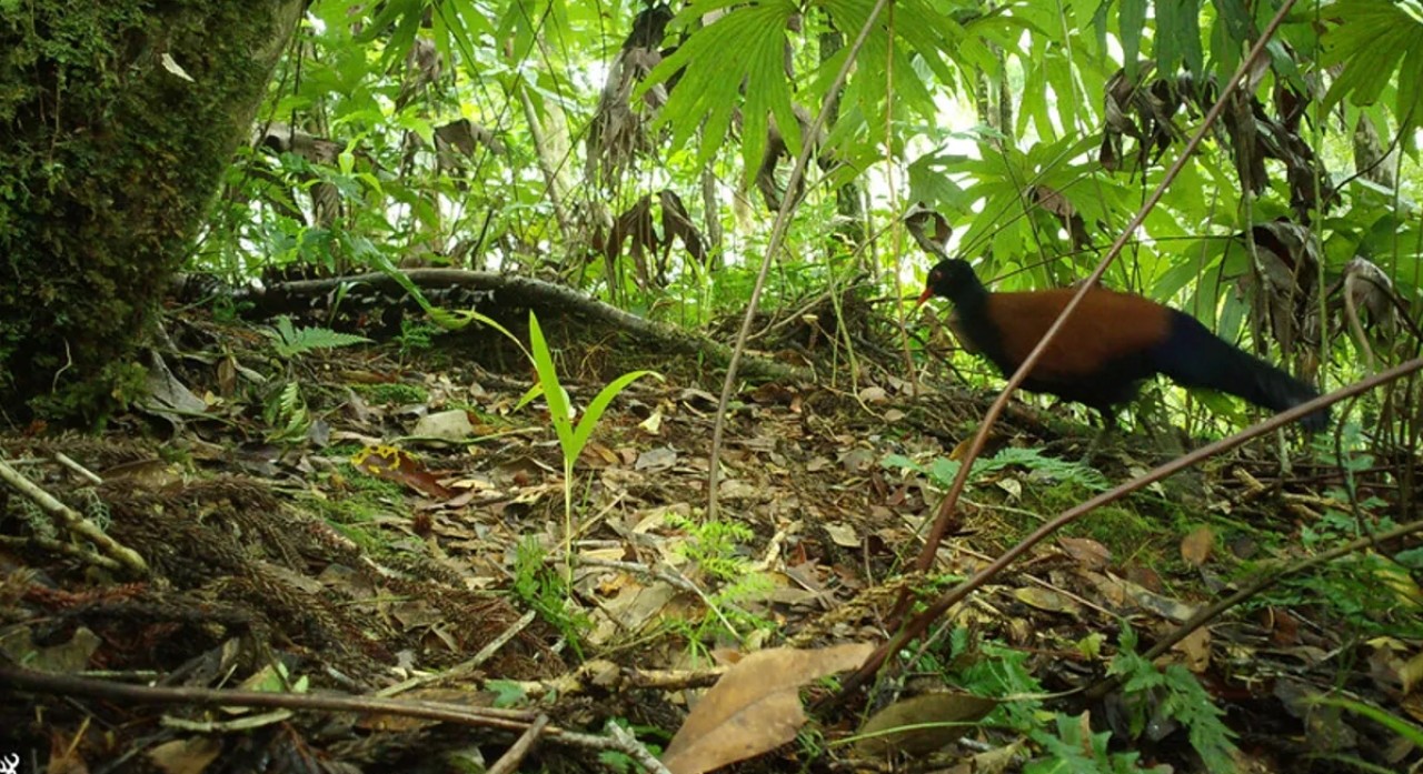 Bilim insanları 1882'den beri görülmemiş bir kuş türünü görüntüledi - VİDEO