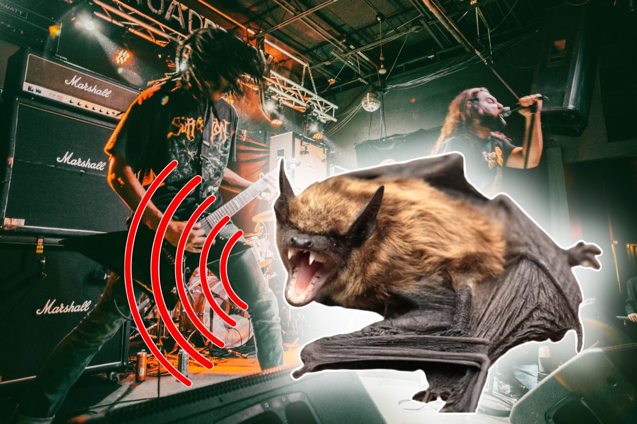 İlginç araştırma: Yarasalar da 'death metal' yapıyor