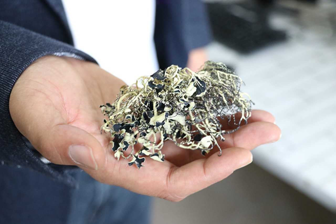 Türk bilim insanından önemli başarı:  Antarktika'da 10 yeni liken türü keşfetti