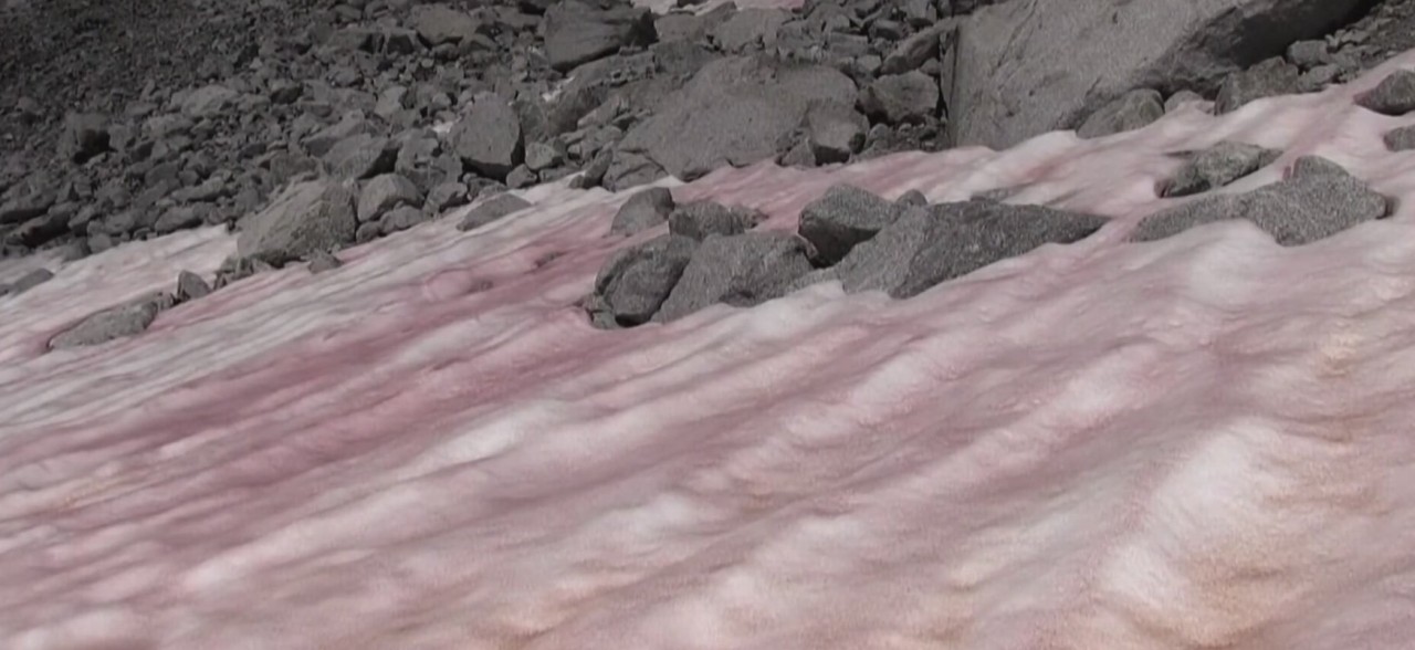 Pembe Kar nedir? Pembe renkli kar neden oluşur?