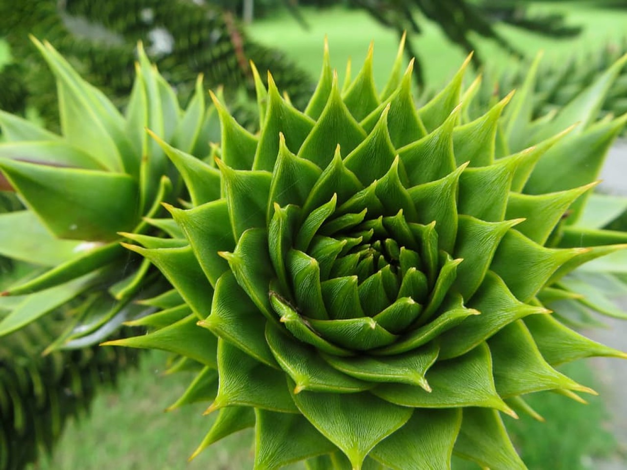 Bitkiler sudan kara ortamına nasıl uyum sağladı? Patoloji gizemine cevap geldi!