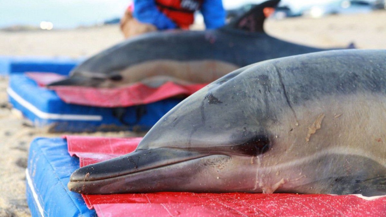 Kıyıya vuran yunuslarda Alzheimer belirtilerine rastlandı