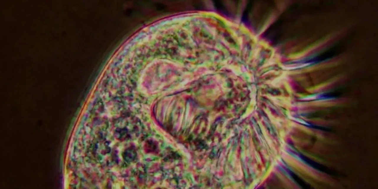 Virüs yiyen virovor organizma: Halteria