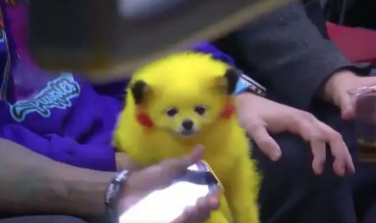 Köpeğini Pikachu gibi boyayıp NBA maçına getirdi: Sosyal medyada büyük tepki - VİDEO