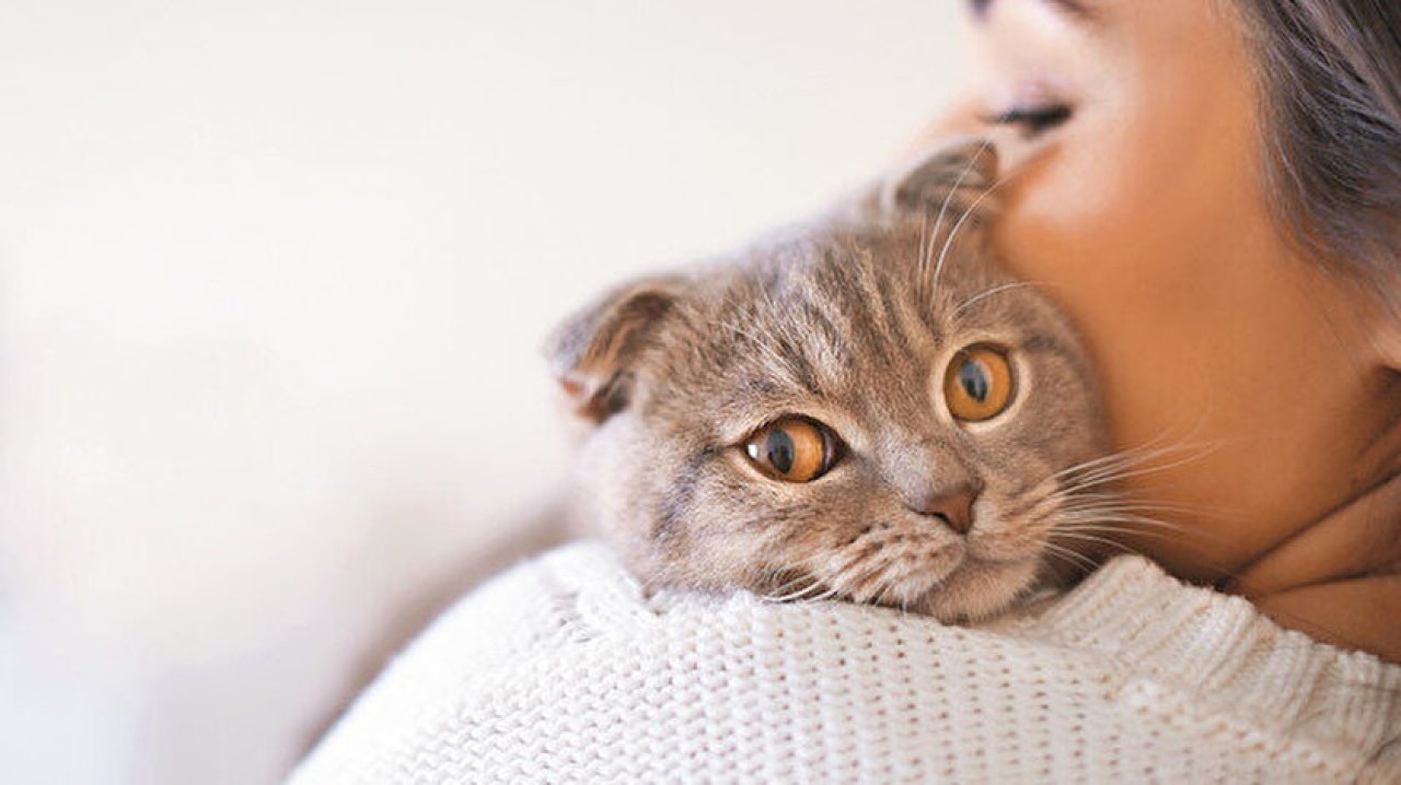 Kedilerin ilk kez ne zaman ve nerede evcilleştirildiği ortaya çıktı