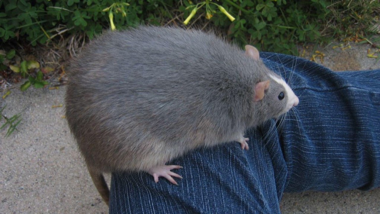 Uzmanlar uyardı: Süper fareler zehirlere karşı bağışıklık geliştiriyor