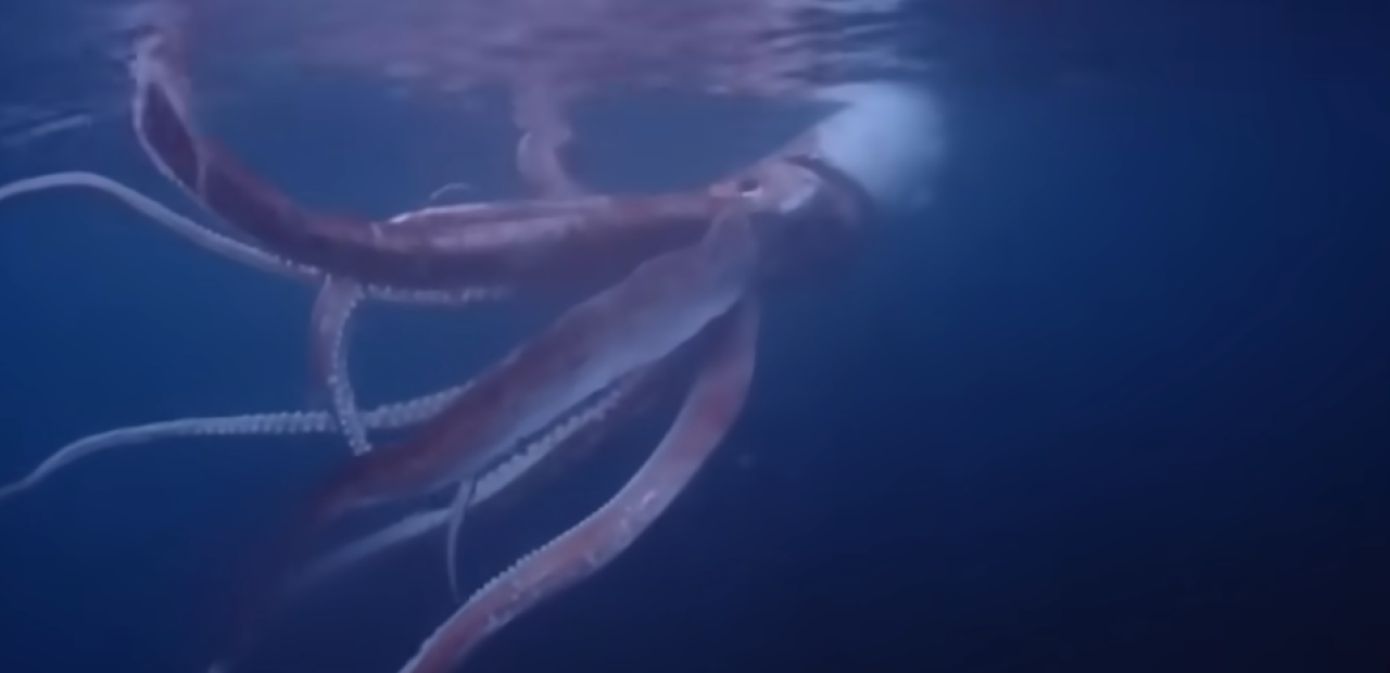 Dalgıçların dev kalamar ile yüz yüze geldiği gergin anlar - VİDEO