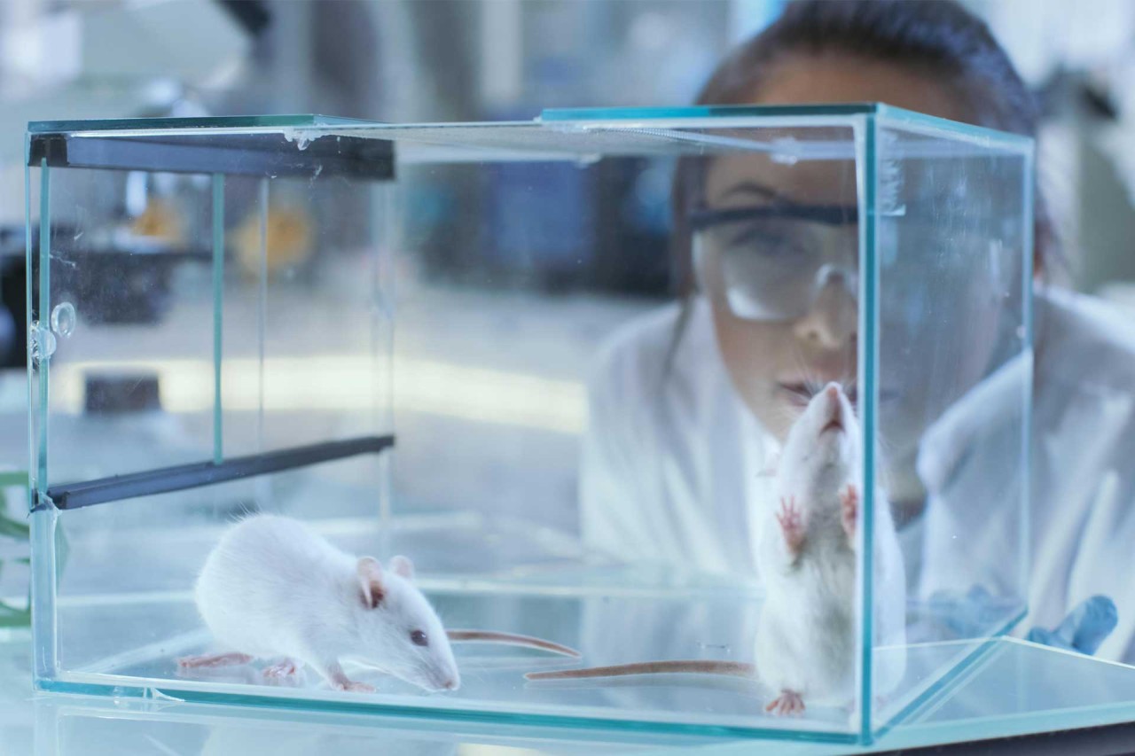 Harvard bilim insanları,  yaşlanmayı tarihe karıştıracak!