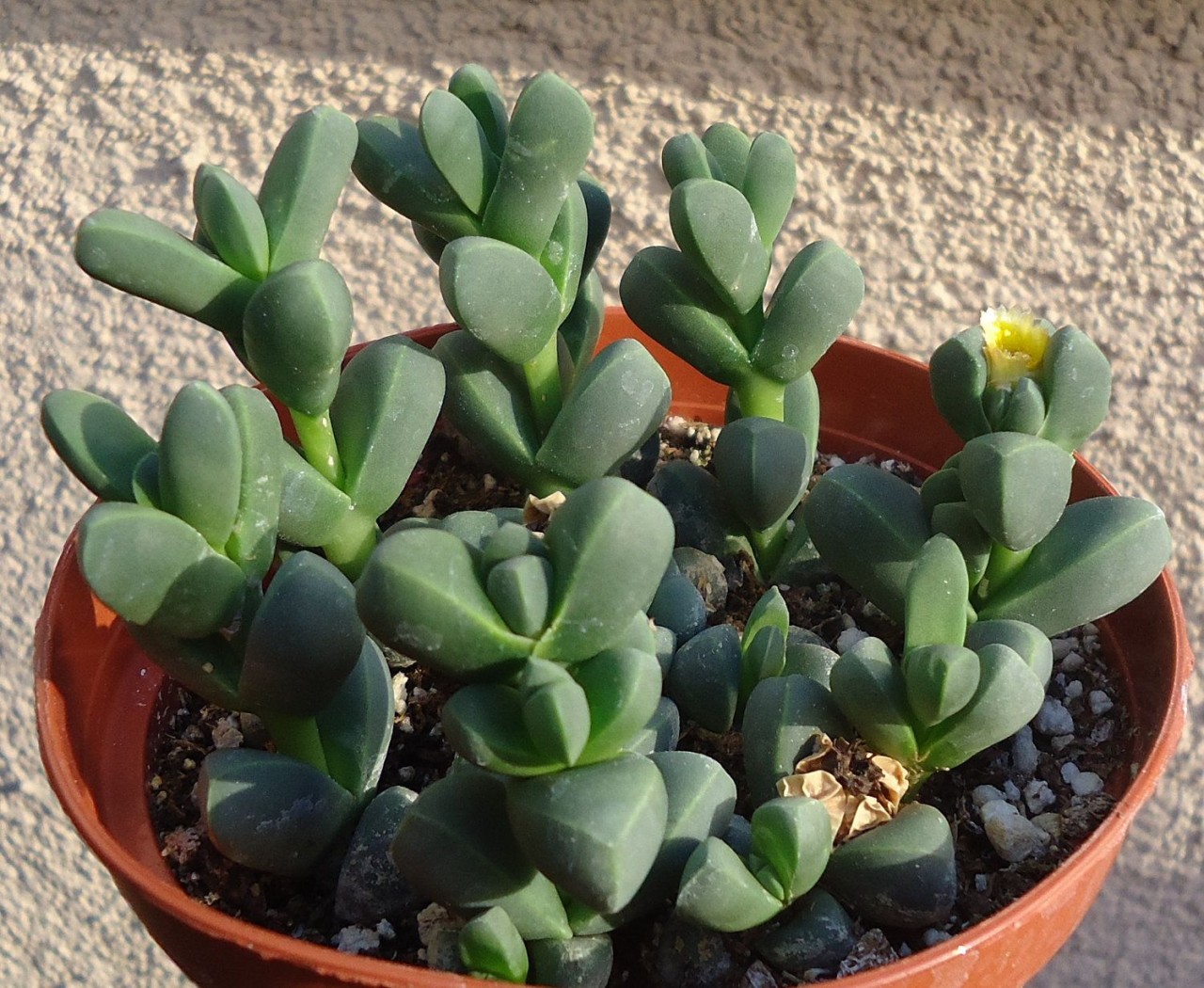 Bilim insanları,  fotosentez ile çalışan canlı güneş pili geliştirdi!