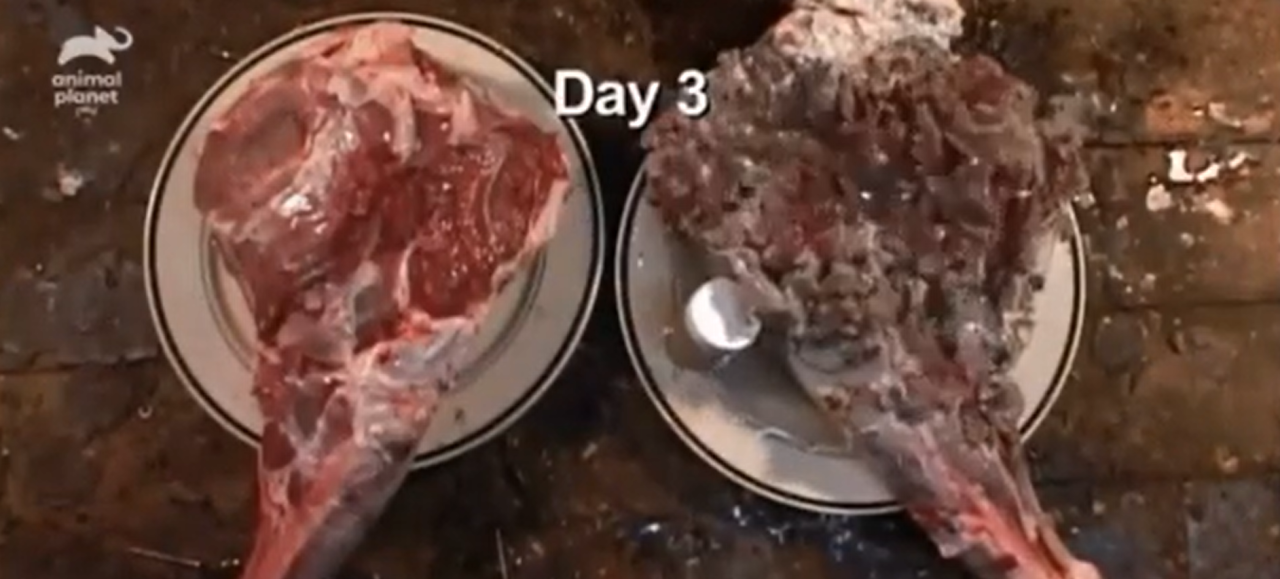 Komodo ejderinin zehirli ısırığı eti kıyma haline getirdi! -VİDEO
