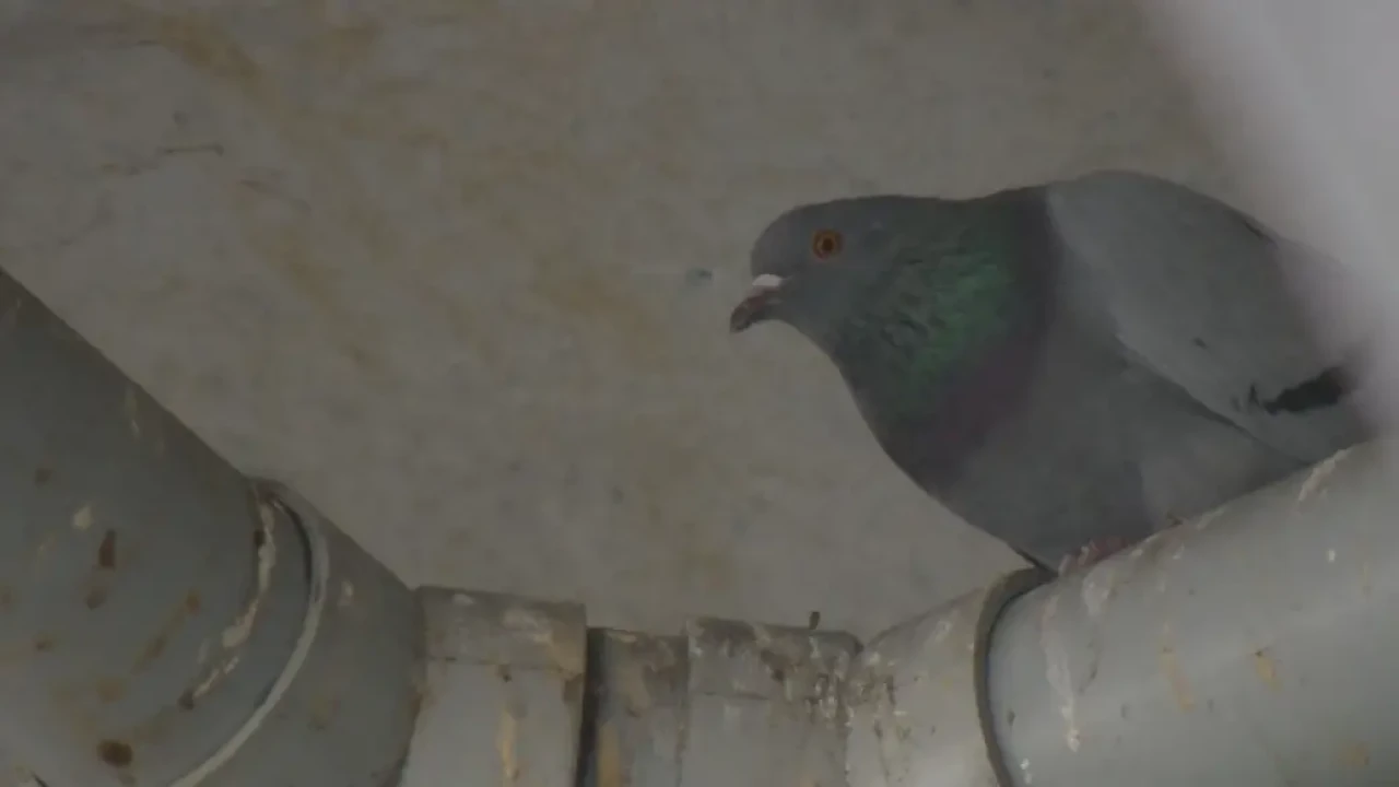 Sırt çantasıyla hapishaneye uyuşturucu madde taşıyan güvercin tutuklandı