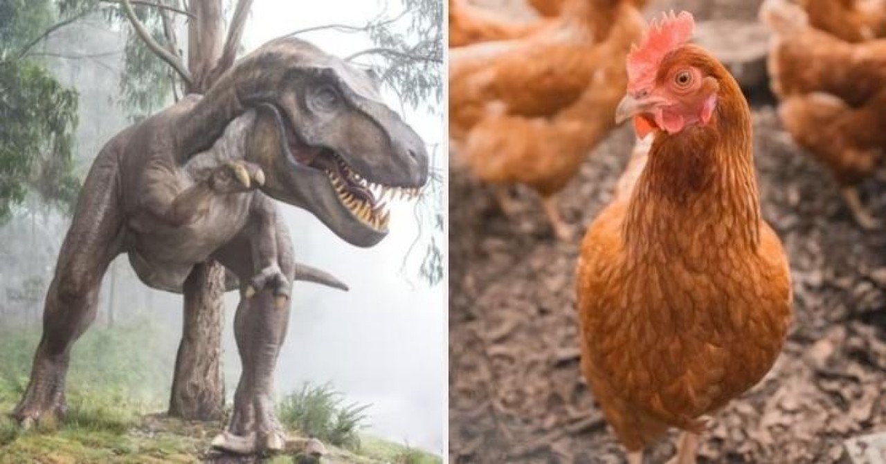 Bilim insanları,  dinozor bacaklı tavuklar yetiştirdi: Peki neden?