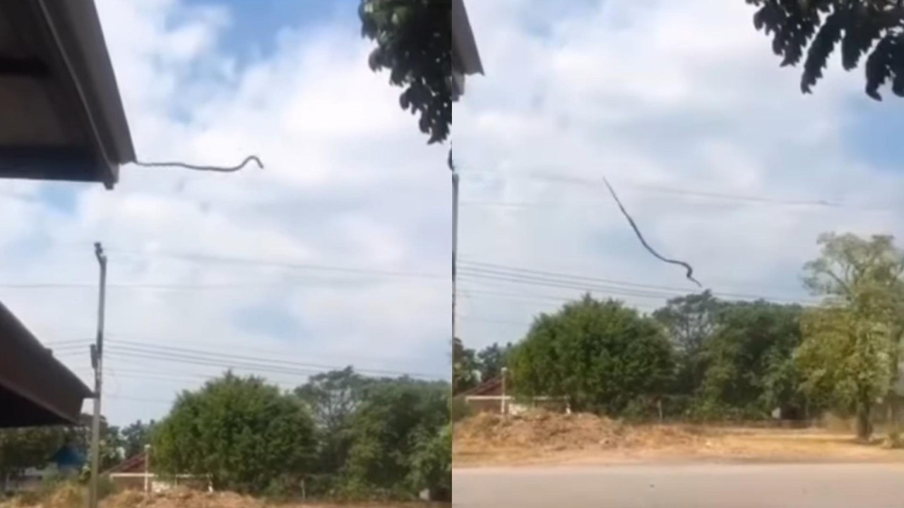 Avustralya'da çatılardan yılan yağmaya başladı!- VİDEO