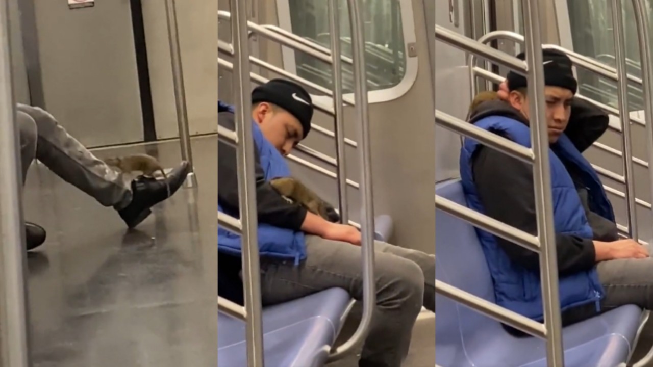 Metroda uyurken üstüne fare tırmanan adam viral oldu: Çok soğuk kanlı çok profesyonel - VİDEO