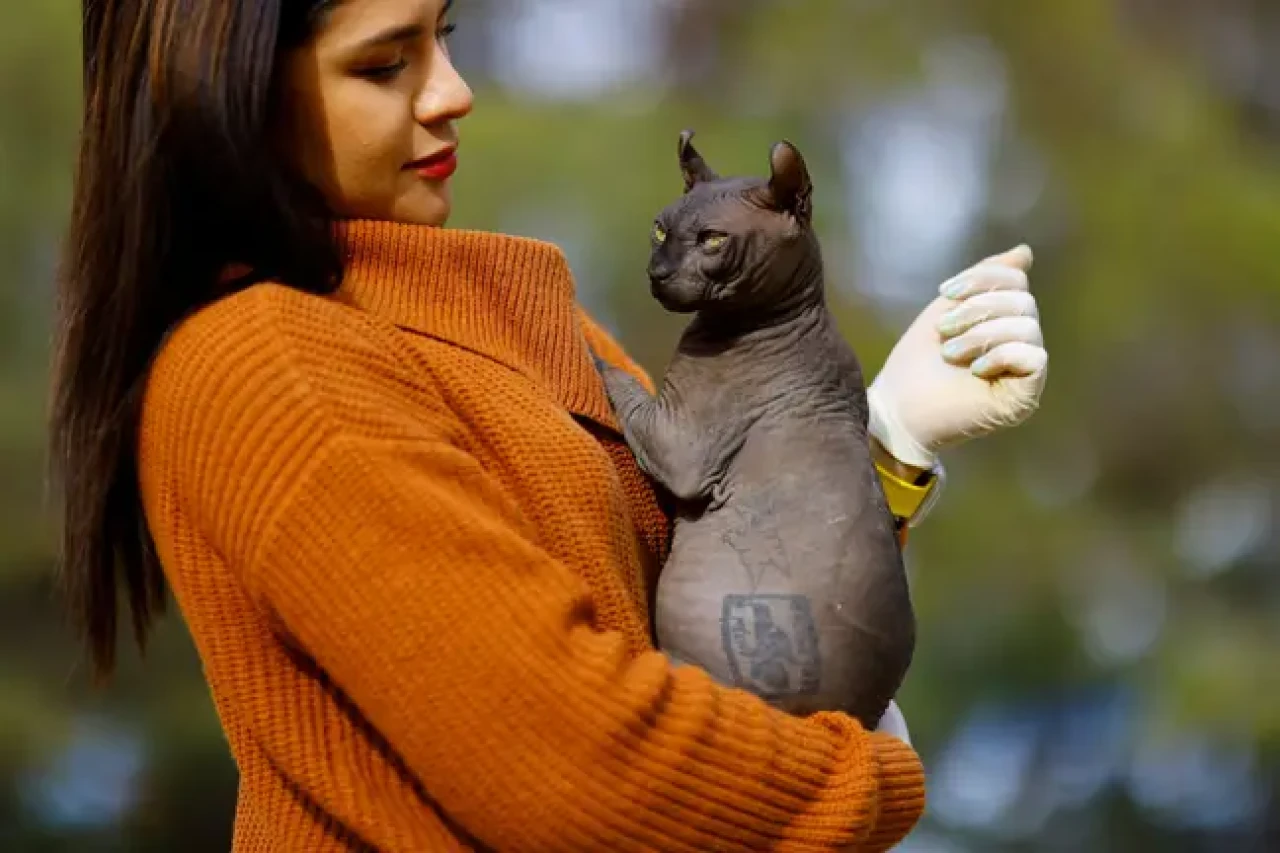 Gangsterler tarafından dövme yapılan kedi,  yetkililer tarafından kurtarıldı!