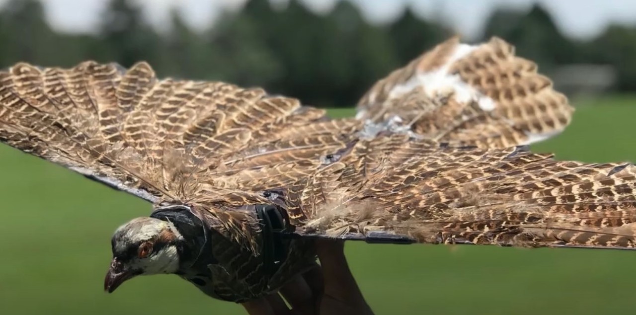 Ölü kuşlar ile casusluk yapmak için dronlara dönüştürecekler!