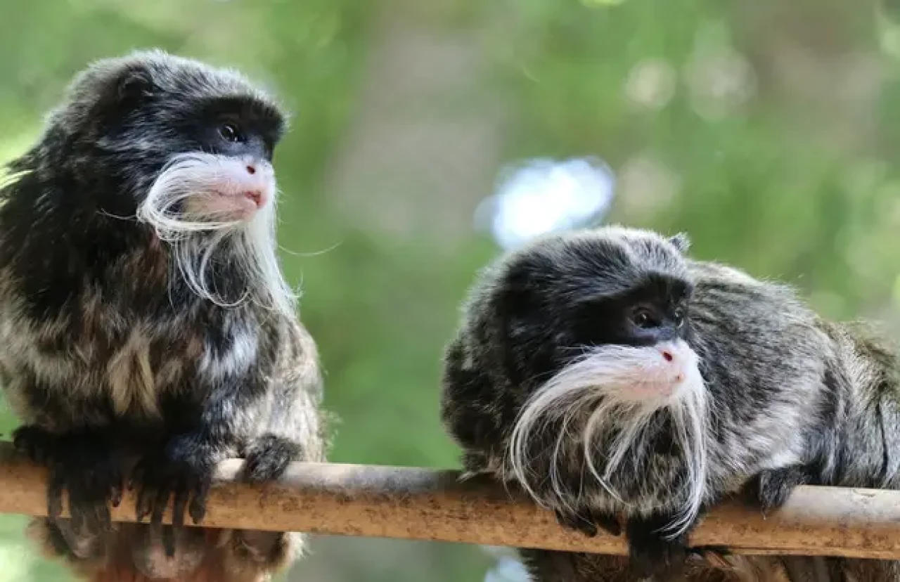 Hayvanat bahçesinden çalınan maymunlar gardıroptan çıktı!