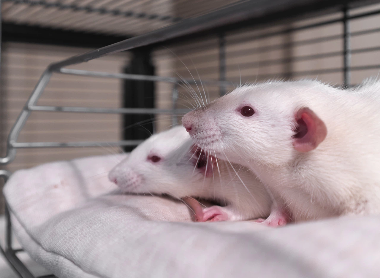 Bilim insanları,  iki erkek fareyle bebek fareler üretti!