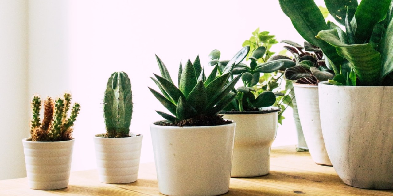 Bitkiler,  insanların duyamayacağı sesler çıkarıyor