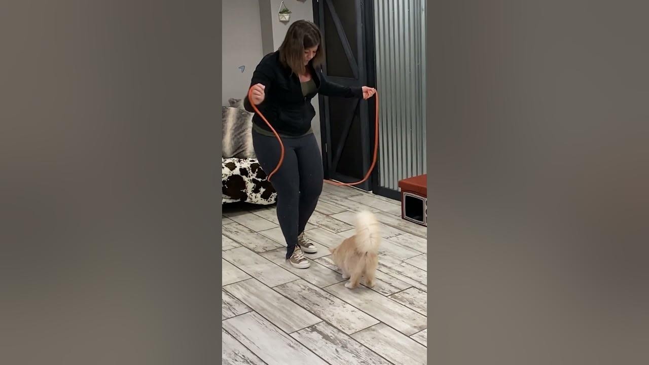 13 yaşındaki kedi,  ip atlama rekoru kırdı!