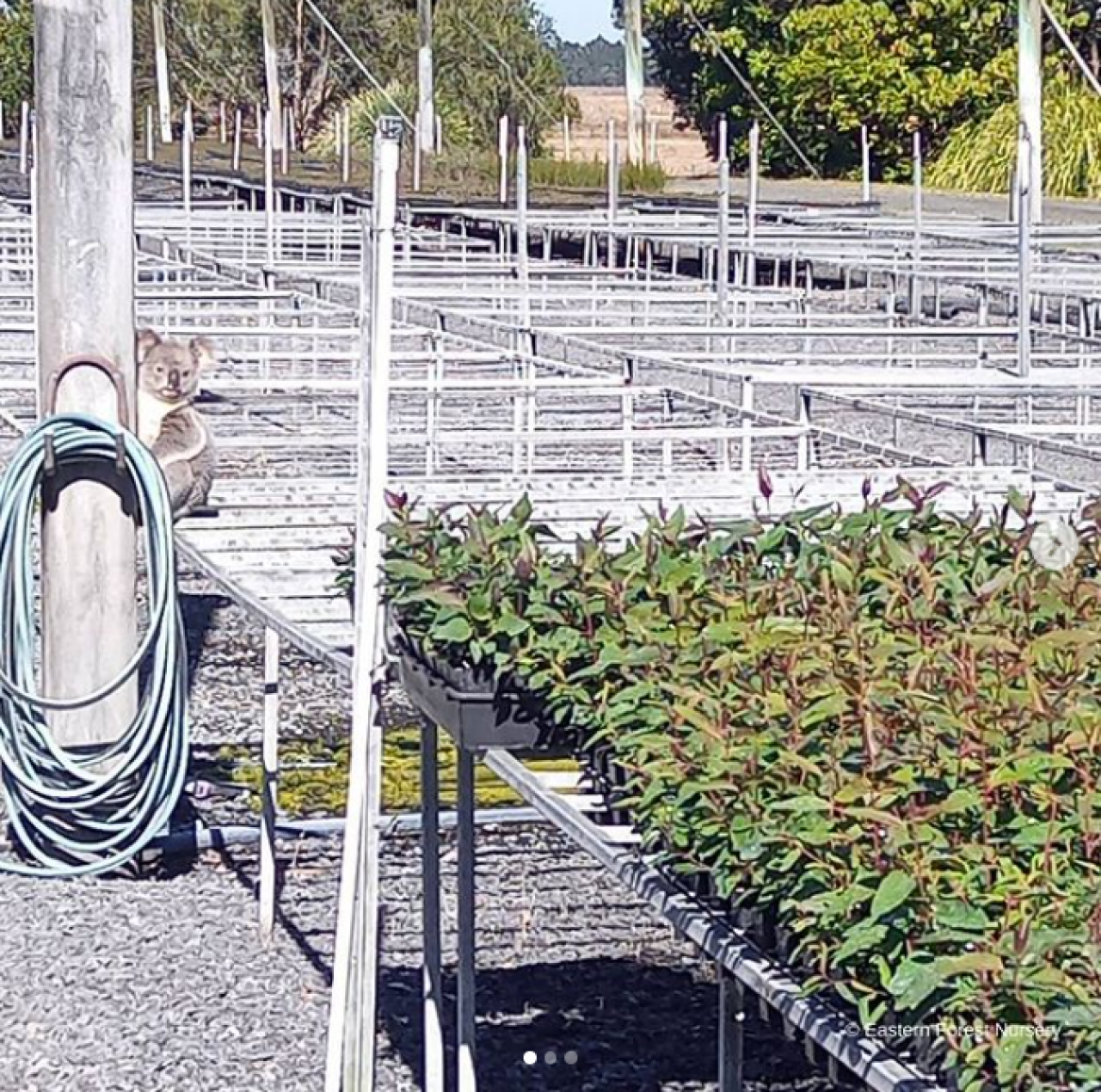 Hırsız koala,  3.800 dolar değerinde bitki çaldı!