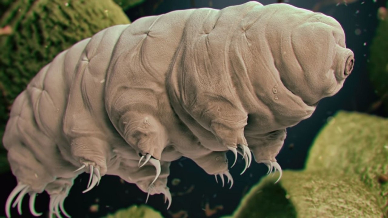 Bilim insanları,  tardigrat ve insan hücrelerini birleştirdiler!