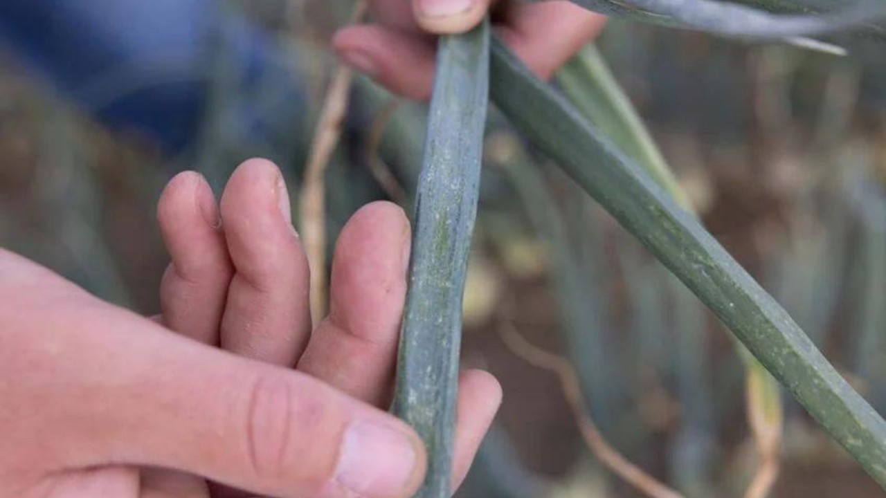Bitkileri talan eden böceklere yeni çözüm
