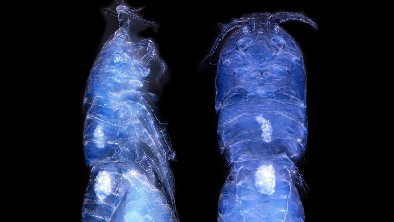 Yeni bir canlı türü keşfedildi