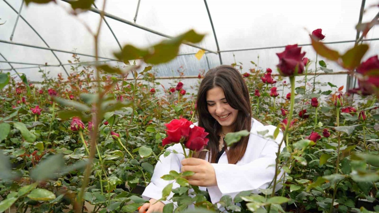 Hamsi atıklarıyla gül yetiştirildi: Hamsi gülü