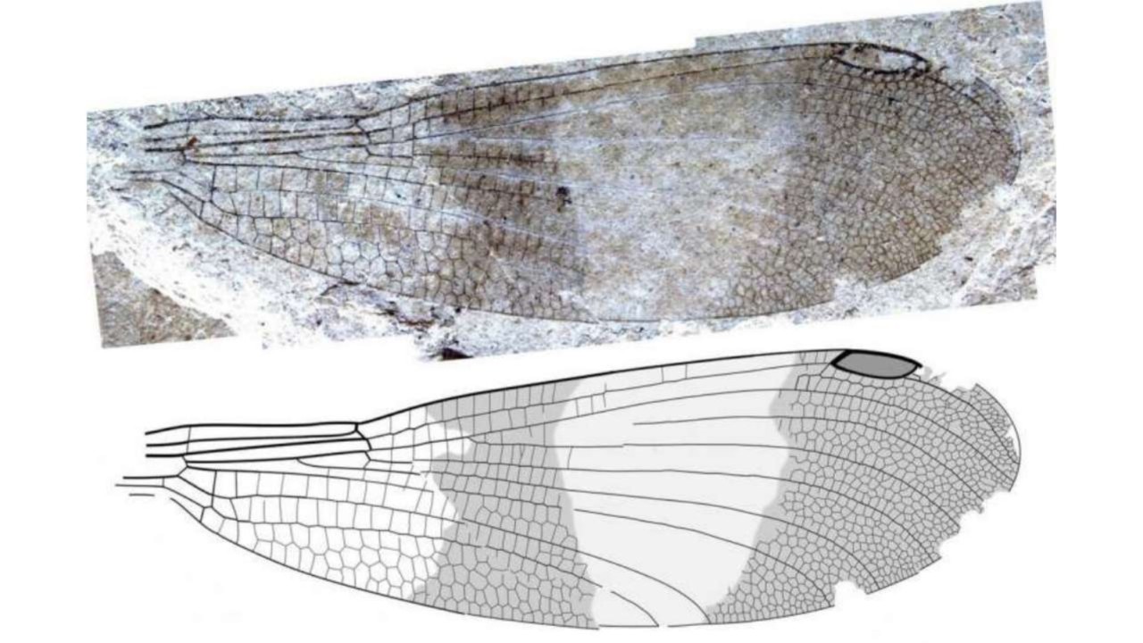 162 yıllık gizem çözüldü! Yeni böcek türü keşfedildi