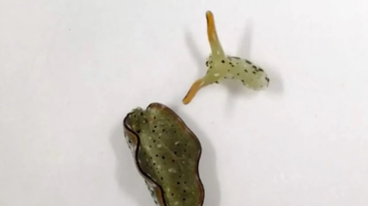 Kendi kafasını koparıp yaşamaya devam ediyor!