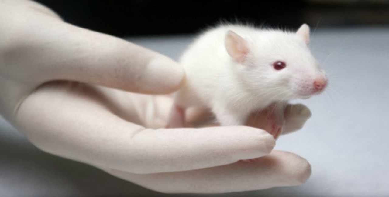 Bilim insanları rahim dışında yeni bir embriyo büyütme yöntemi geliştiriyorlar